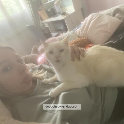 Photo 1/1 Flocon Chat lost in Souilly