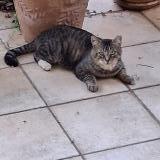 Picture of cat found at Trets