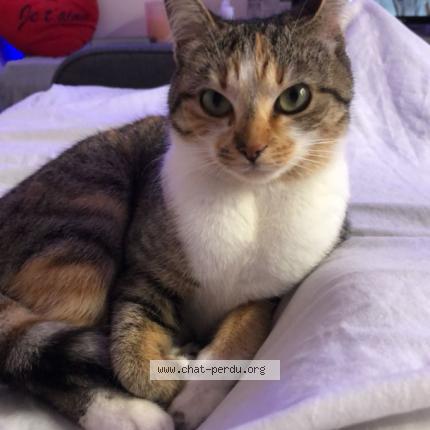 Photo 1/1 Nala Chat lost in Bouffere