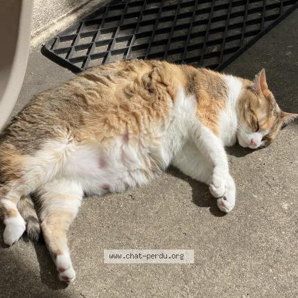 Photo 1/1 Mimine Chat lost in Bazas