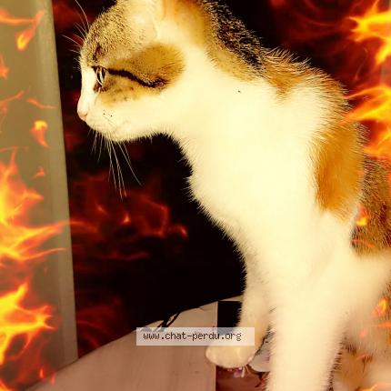 Photo 1/1 Minette Chat lost in Le mans