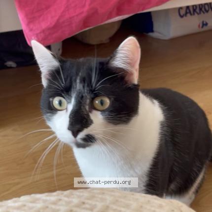 Photo 1/1 kalo Chat lost in Paris