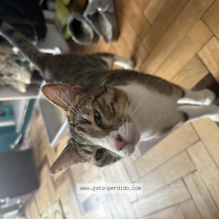 Photo 1/1 Kiwi Chat lost in Lima