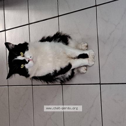 Photo 1/1 Sebastien MOTJE Chat lost in Checy