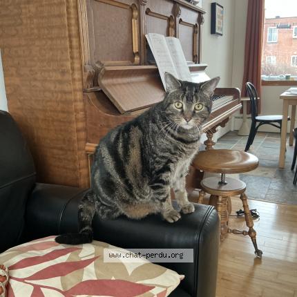 Photo 1/1 Domi Chat lost in Montreal