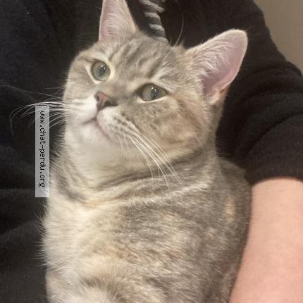 Photo 1/1 Stella Chat lost in Aye