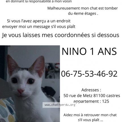 Photo 1/1 Nino Chat lost in Castres