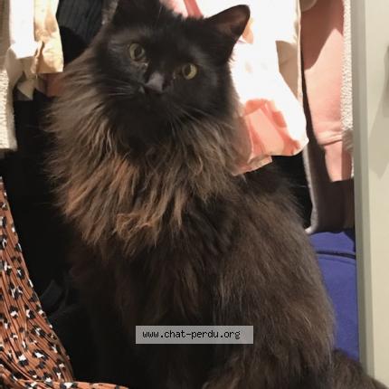 Photo 1/1 Toupie Chat lost in Toulouse