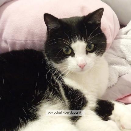 Photo 1/1 Shadow Chat lost in Le marillais