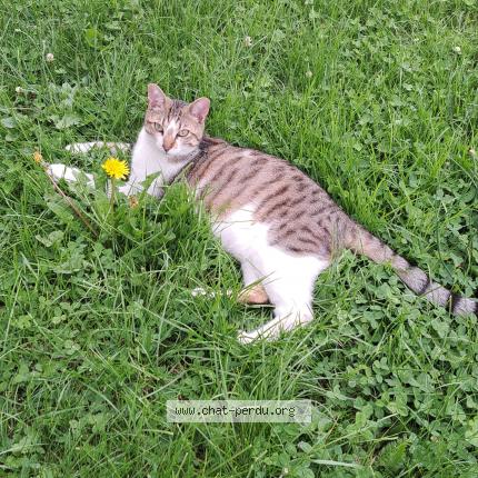 Photo 1/1 Pistache Chat lost in Saint just