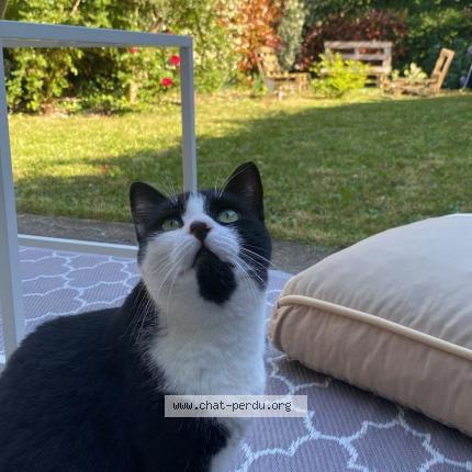 Photo 1/1 Sky Chat lost in Clayes