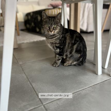 Photo 1/1 Aby Chat lost in Plaisance du touch