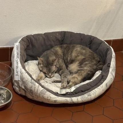 Photo 1/2 Daisy nini Chat lost in Romorantin lanthenay