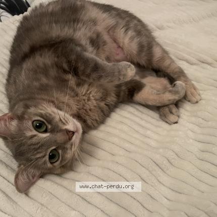 Photo 2/2 Daisy  nini Chat lost in Romorantin lanthenay