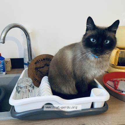 Photo 1/1 Oreo Chat lost in Saint eulalie