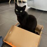 Picture of cat lost at Trelaze