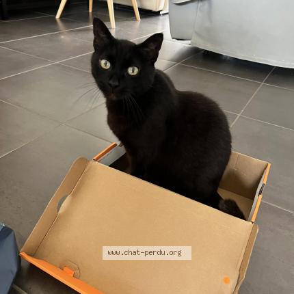 Photo 1/1 Gully Chat lost in Trelaze