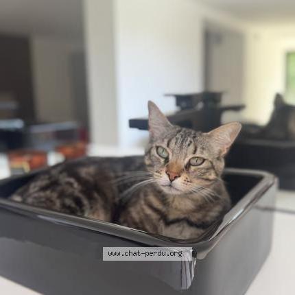 Photo 1/2 Tikki Chat lost in Mougins