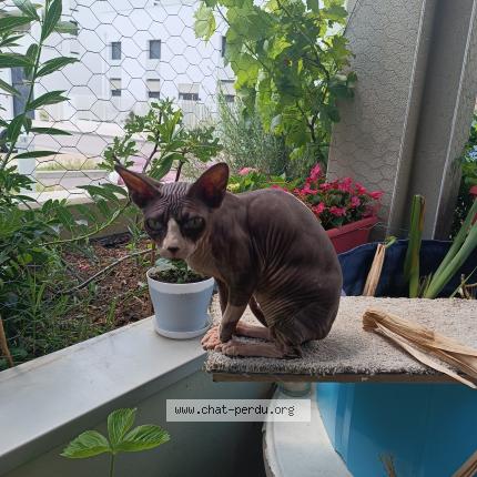 Photo 1/1 Charlotte Chat lost in Saint laurent de mure