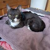 Picture of cat found at Vitry Sur Seine