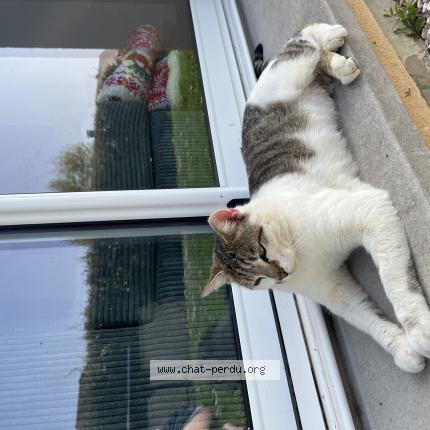 Photo 1/1 Dorian Chat lost in Bourges