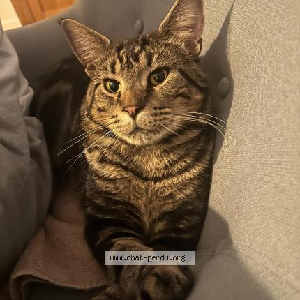 Photo 1/1 TOMMY Chat lost in Coutances