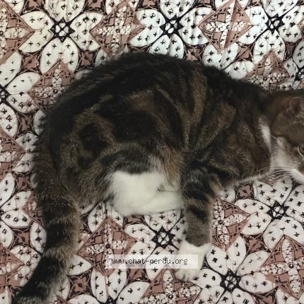 Photo 1/1 Chouminounette Chat lost in Noumea