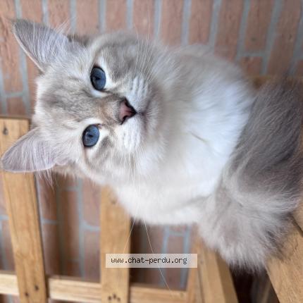 Photo 1/1 Volt Chat lost in Toulouse