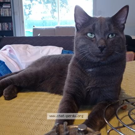 Photo 1/1 grisou Chat lost in Pontorson