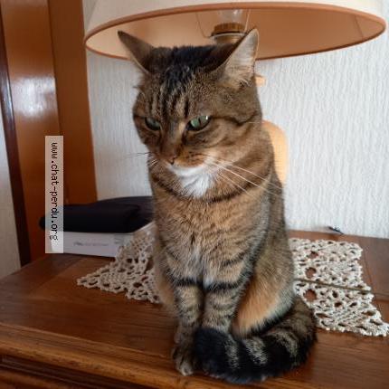 Photo 1/2 Minette Chat lost in Saint vincent sur jard