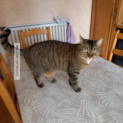 Photo 2/2 Minette Chat lost in Saint vincent sur jard