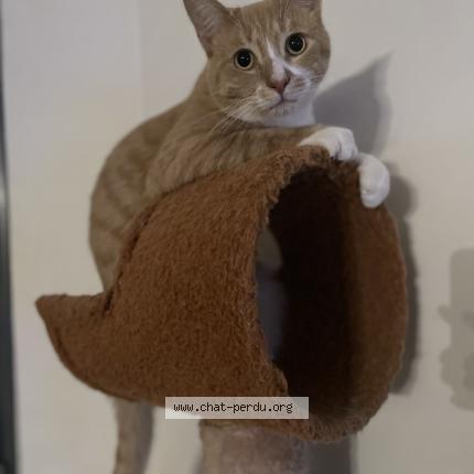 Photo 1/1 Turbo Chat lost in La feriere de flee