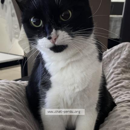 Photo 1/1 Moustache Chat lost in Cugand