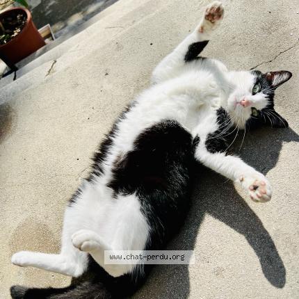 Photo 1/1 Maxou Chat lost in Marseille