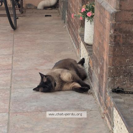 Photo 1/1 Pénard Chat lost in Toulouse