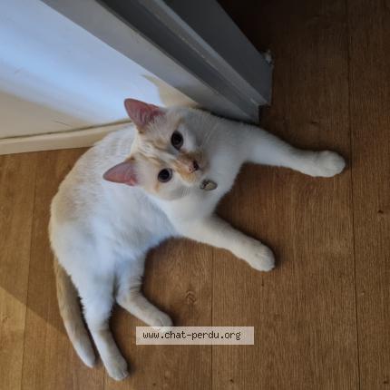 Photo 1/1 Miya Chat lost in Montpellier