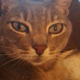 Picture of cat lost at Magneux Hautes Rives