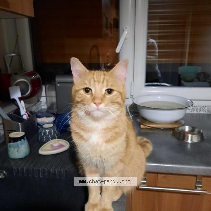 Photo 1/1 Rajah Chat lost in Tournan en brie