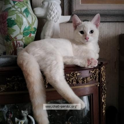 Photo 1/1 Reunited cat Lost in Clichy