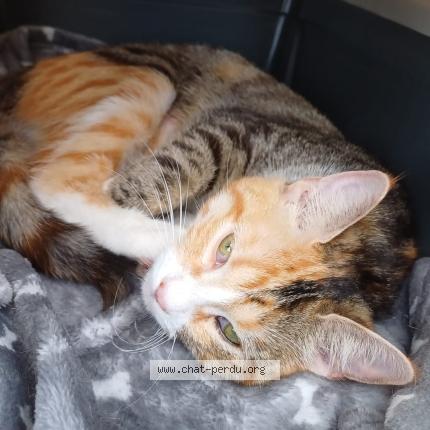 Photo 1/1 Found cat Found in Sable sur sarthe