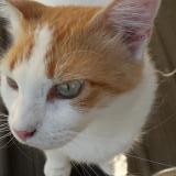 Picture of cat lost at Garrigues Ste Eulalie