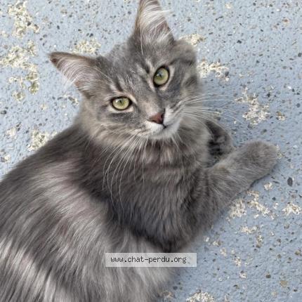 Photo 1/2 Brigitte Chat lost in Trois riviere