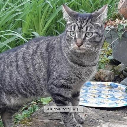 Photo 1/1 Shika Chat lost in Torcy