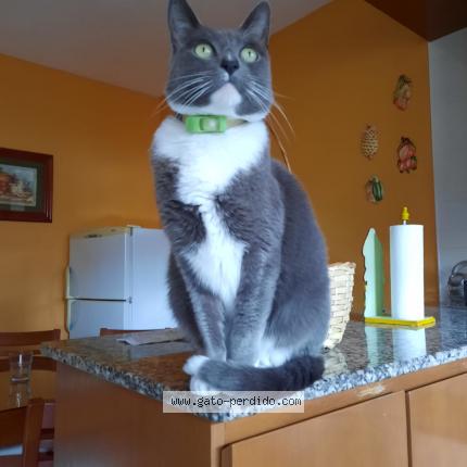 Photo 1/1 GREY Chat lost in Lanus oeste