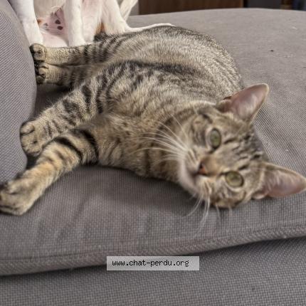 Photo 1/1 Lia Chat lost in Fontainebleau