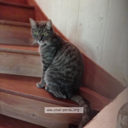 Photo 1/1 Gabin Chat lost in Beaufort en vallee