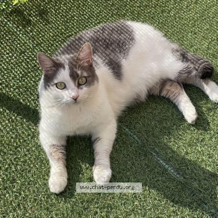 Photo 1/1 Bagheera Chat lost in Lillebonne