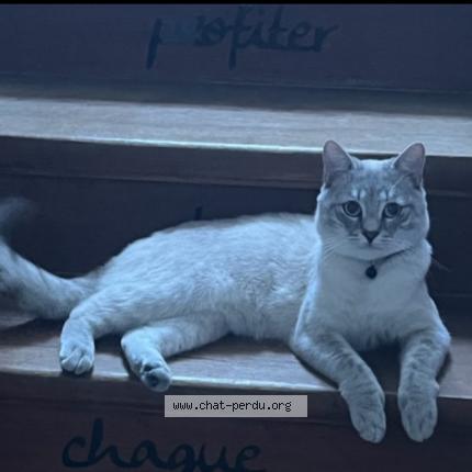 Photo 1/1 Lulu Chat lost in Villemomble