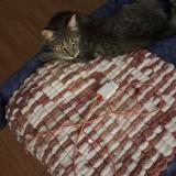 Picture of cat lost at St Sauveur En Puisaye