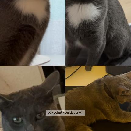 Photo 1/1 Stella Chat lost in Strasbourg